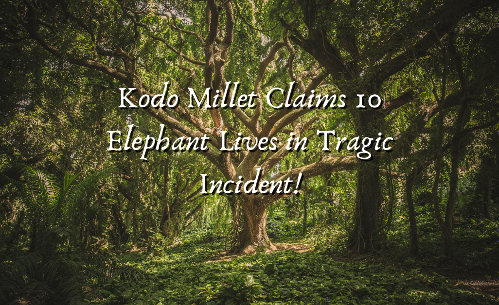 Kodo Millet Claims 10 Elephant Lives in Tragic Incident!