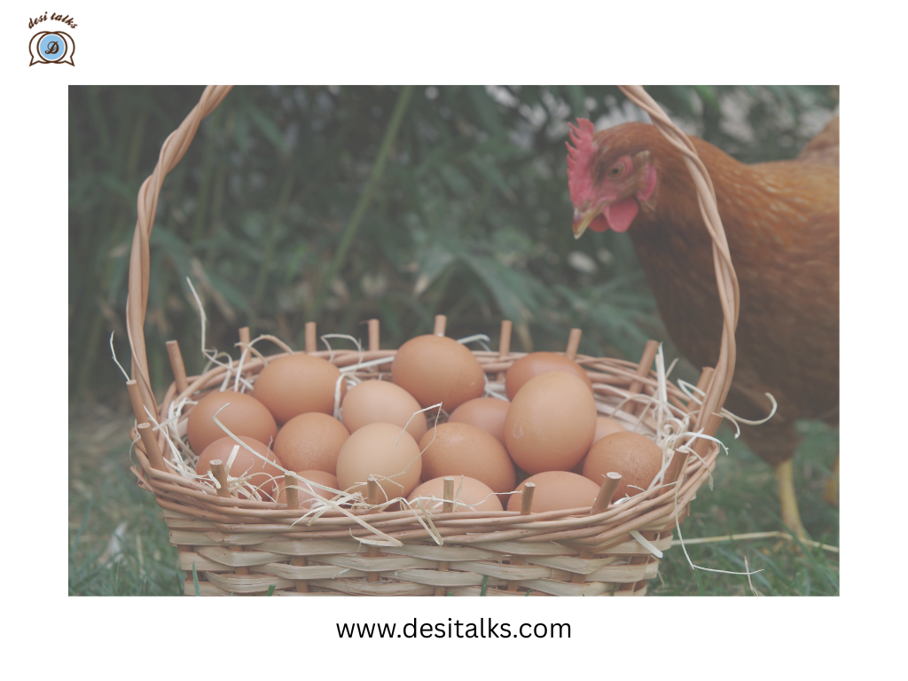 Rent-a-Hen: How Americans Are Hatching a Solution to High Egg Costs 2 hen1