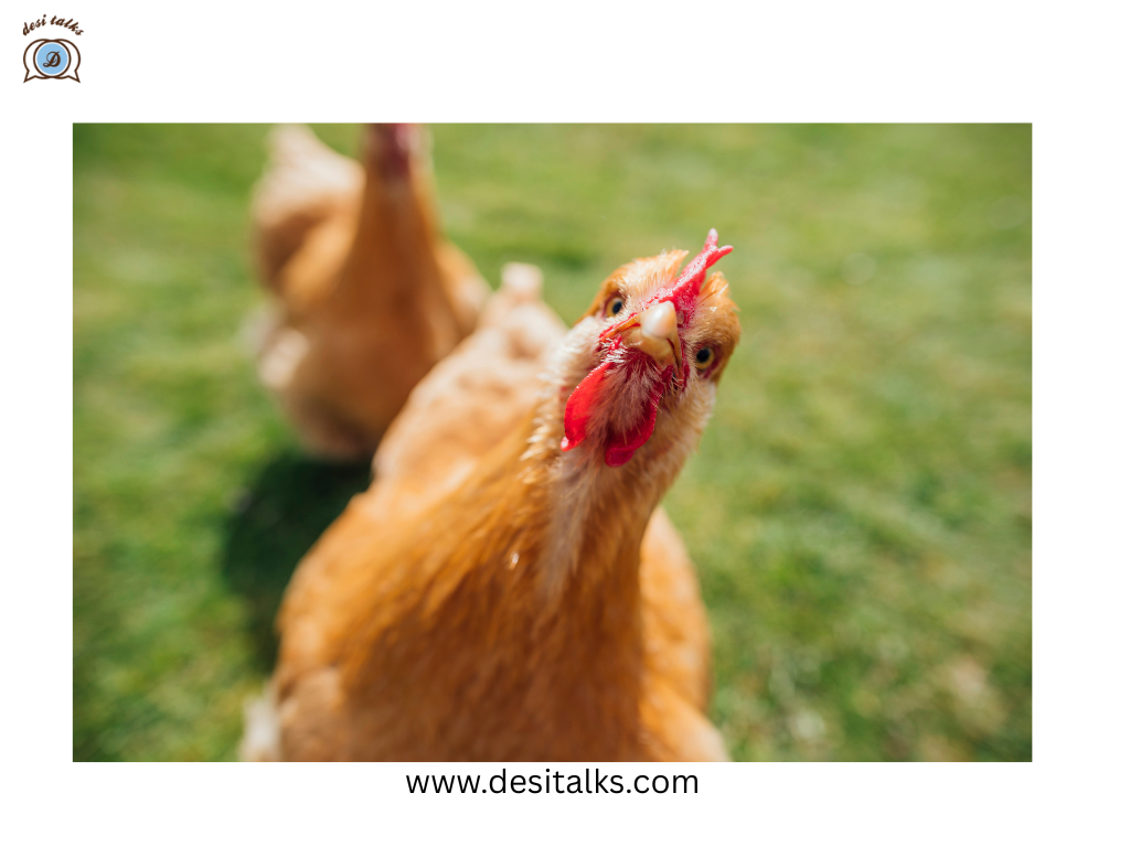 Rent-a-Hen: How Americans Are Hatching a Solution to High Egg Costs 3 rent-a-hen